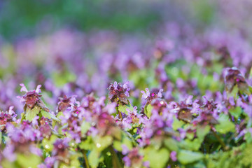 spring forest flowers at sunrise