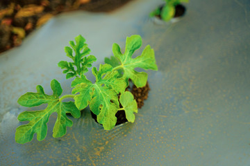 indian modern watermelon farming techniques