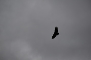Buzzard 