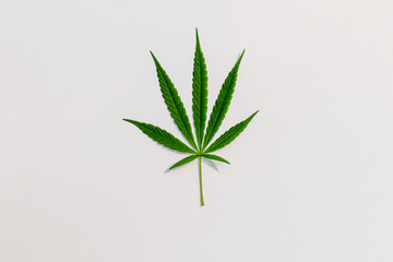 Green cannabis leaves on white background. Growing medical marijuana.