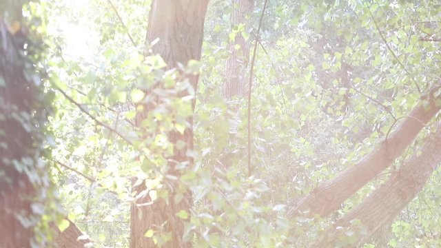 un giro al parco del grassano