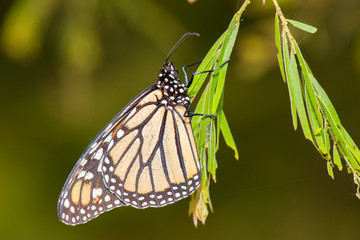 Wonderer Butterfly also known as Danaus plexippus.