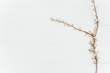 cherry blossom spring background, white wood