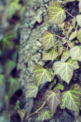 ivy entwining a tree trunk