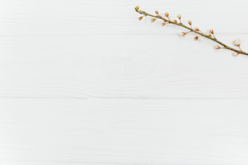 Spring and summer white flowers on vintage wooden background