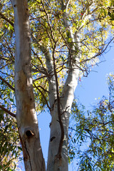  Close up shot of big old tree 