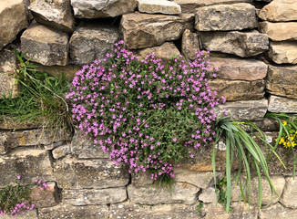 Fototapeta na wymiar old stone wall with field purple flowers and green grass. background. 