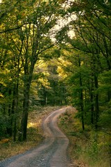 Fototapeta na wymiar A road in the forest