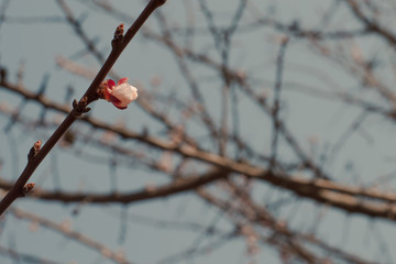 sprig of cherry blossoms close-up