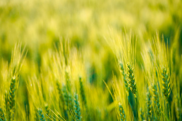 indian agriculture, wheat field india.