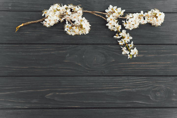 brunch of cherry spring blossom on the dark rustic wooden background with a copy space
