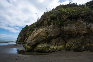 Fototapeta na wymiar Tree sisters and elephant rock beach, North Island, New Zealand