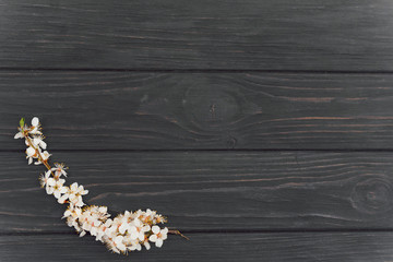 Blossom spring cherry flowers on dark wooden background. Place for text