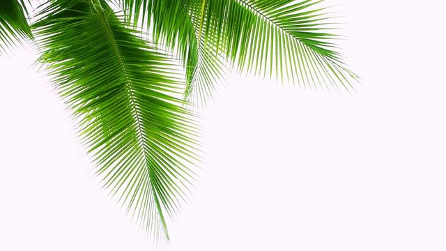 Detail of coconut trees leaf isolated on white background
