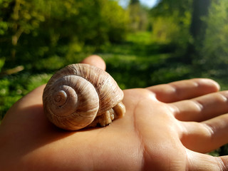 Snail on hand © Baej