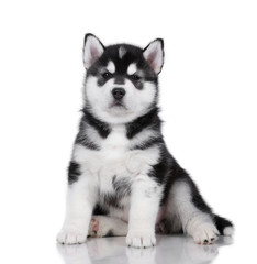 Naklejka na ściany i meble Cute little siberian husky puppy on white background