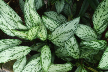 Tropical 'Aglaonema Silver Bay' plant, also known as 'Chinese Evergreens', with beautiful silver...