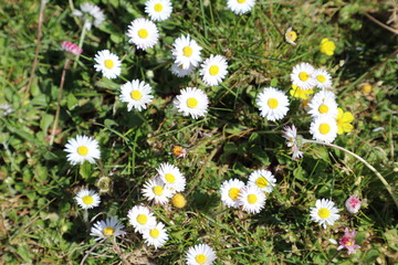 Daisies in the grass in spring