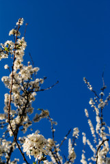 Flowering tree branches, spring day.