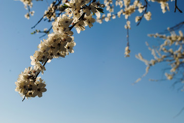 Flowering tree branches, spring day.