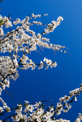 Flowering tree branches, spring day.
