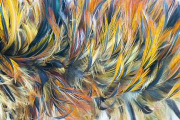 Beautiful chicken feather pattern texture background 
