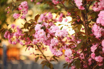 Branch of a blossoming sakura in the spring.