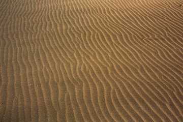 Sand dunes on Piha Beach, New Zealand