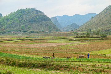 Village shepherd pasture the cattle in the green field near the mountains.