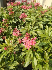 pink flowers in the garden