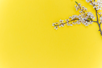Flowers on a yellow background with place for your text. Cherry blossoms. Cherry tree flowers on a paper background.