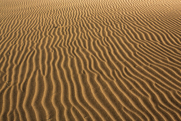 Sand dunes on Piha Beach, New Zealand