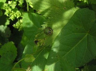 Insect