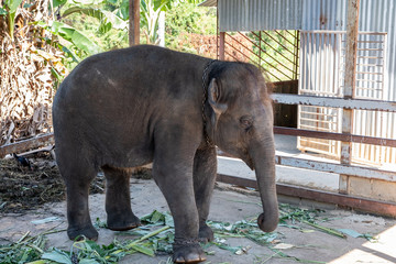 Baby elephant, foot chained baby elephant