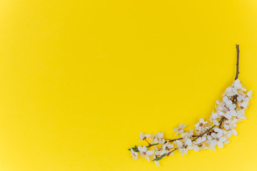 Branch of white flowers on yellow background Spring floral mock up. Minimalistic Spring background with copy space. Flat lay.