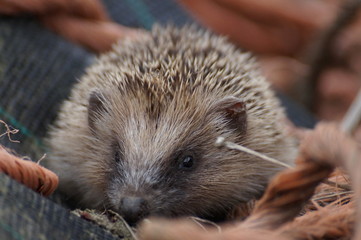 Hedgedog