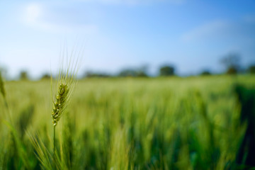 indian agriculture, wheat field india.