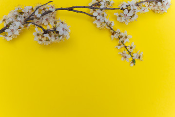 Frame from sprigs of the apricot tree with flowers on yellow background. Place for text. The concept of spring came, mother's day, 8 march. Top view. Flat lay Hello march, april, may