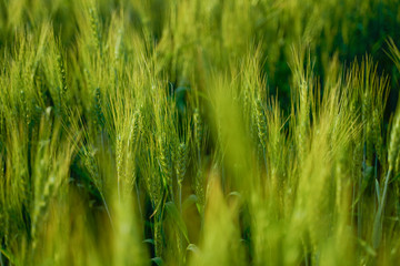 indian agriculture, wheat field india.