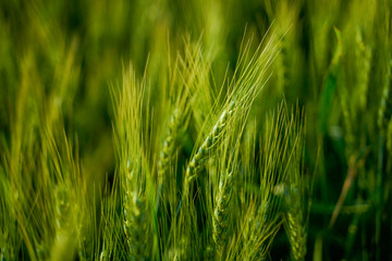 indian agriculture, wheat field india.