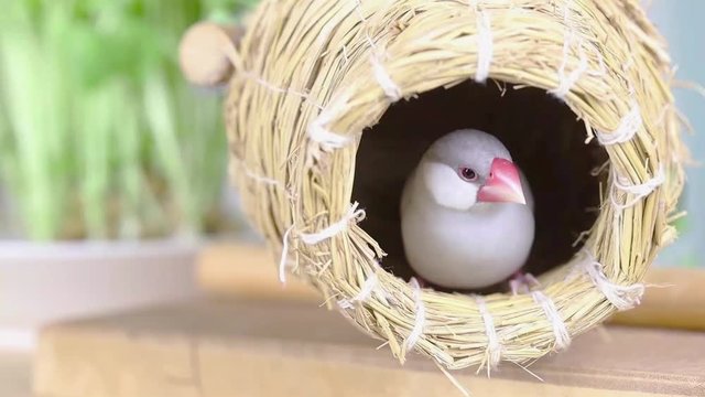 壺巣の中から出てくるシルバー文鳥のメス