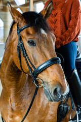 Horse portrait with woman rider on horse back. Bay horse with equine black bridle. Indoors, stable.