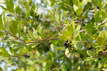 Green bay leaf with black seeds growing in organic garden