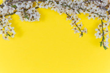 Frame from sprigs of the apricot tree with flowers on yellow background. Place for text. The concept of spring came, mother's day, 8 march. Top view. Flat lay Hello march, april, may