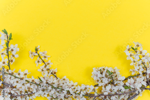 Frame from sprigs of the apricot tree with flowers on yellow background. Place for text. The concept of spring came, mother's day, 8 march. Top view. Flat lay Hello march, april, may