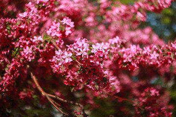 Branch of a blossoming apple tree in the spring.
