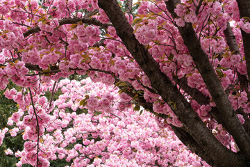 Kirschbaum in rosa Blüte