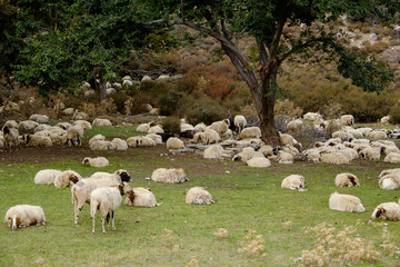 Flock of mountain sheep, Crete, Greece