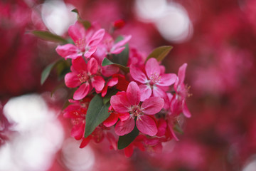 Branch of a blossoming apple tree in the spring.
