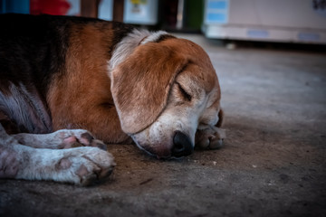 Dirty English beagle street dog, cute and sweet English beagle dog is sleeping, close up portrait photo